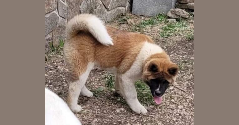 Geena, an Akita tested with EmbarkVet.com