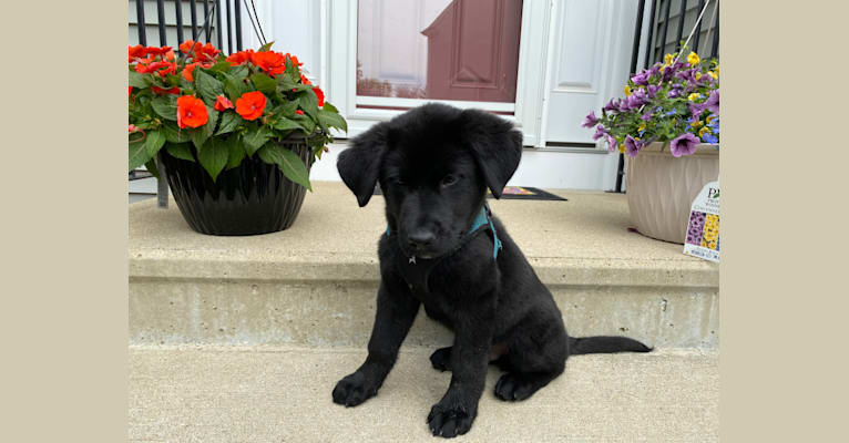 Otto (Othello), a German Shepherd Dog and Newfoundland mix tested with EmbarkVet.com