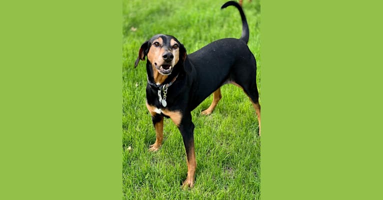 Doberman sale hound mix