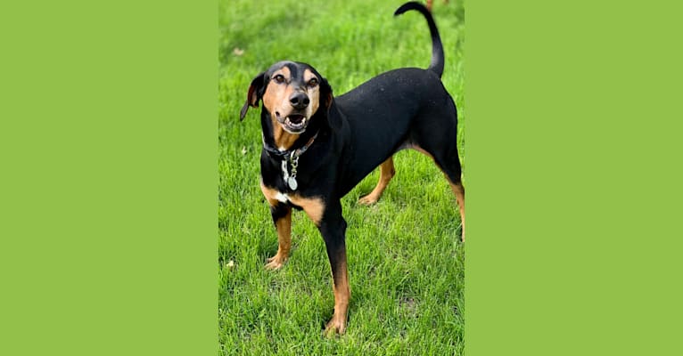 Dobie, a Doberman Pinscher and Treeing Walker Coonhound mix tested with EmbarkVet.com