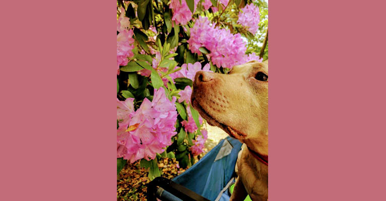 Sweetie, an American Pit Bull Terrier tested with EmbarkVet.com