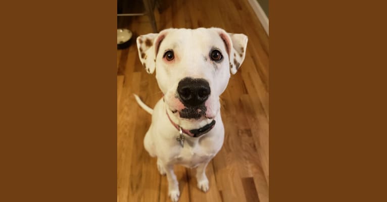 Avery, an American Pit Bull Terrier and Boxer mix tested with EmbarkVet.com