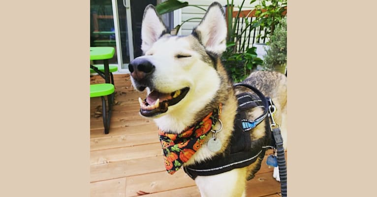 Holly, a Siberian Husky and Alaskan Malamute mix tested with EmbarkVet.com