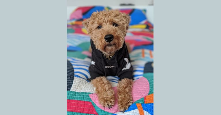 Bonita Applebum, a Welsh Terrier tested with EmbarkVet.com