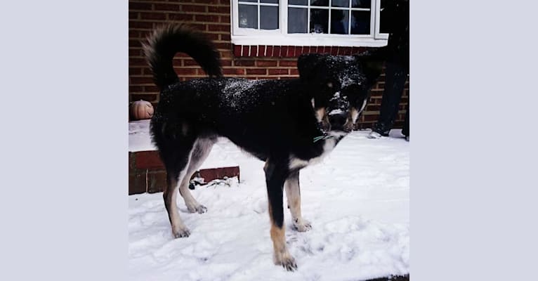 Photo of Diesel, a Border Collie and Siberian Husky mix in Portsmouth, England, United Kingdom