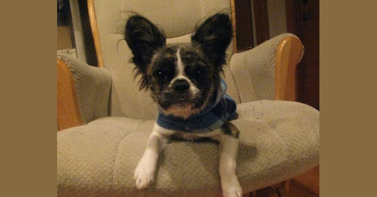 French cavalier dog hotsell