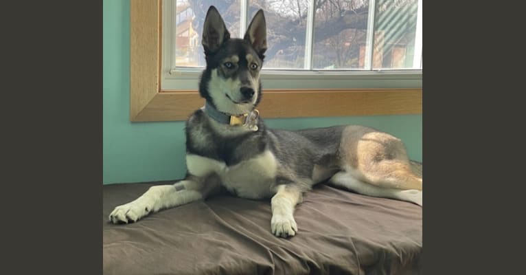 Luna Blue, a Siberian Husky and Alaskan-type Husky mix tested with EmbarkVet.com