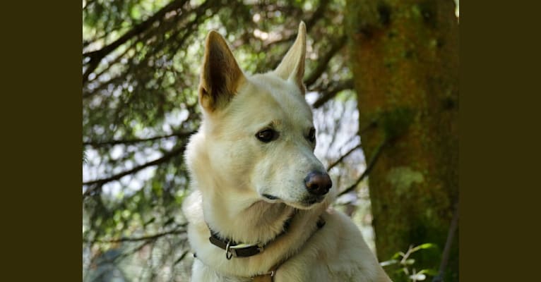 Widu, a Canaan Dog tested with EmbarkVet.com