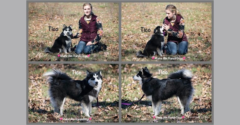 Photo of Tico, a Siberian Husky, Pomeranian, and American Eskimo Dog mix