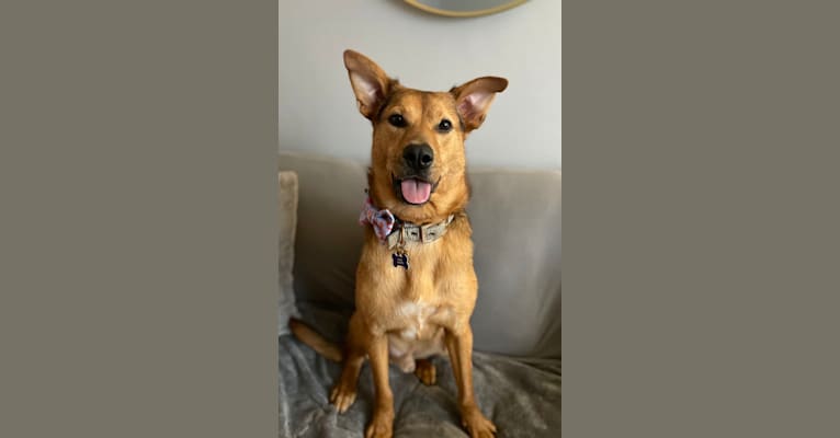 Rufus, a Rottweiler and Australian Shepherd mix tested with EmbarkVet.com