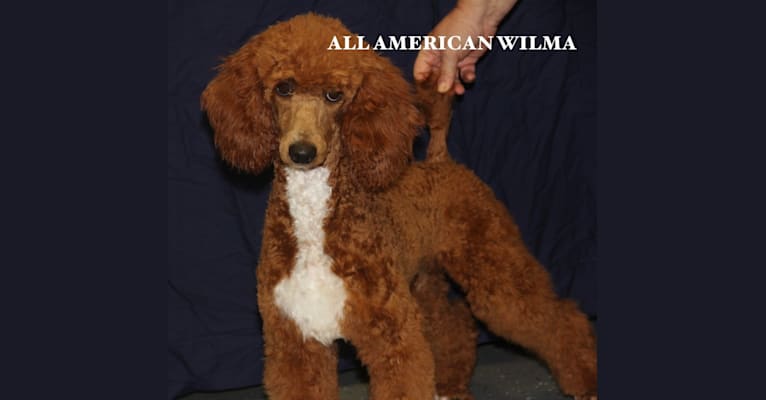 Wilma, a Poodle tested with EmbarkVet.com