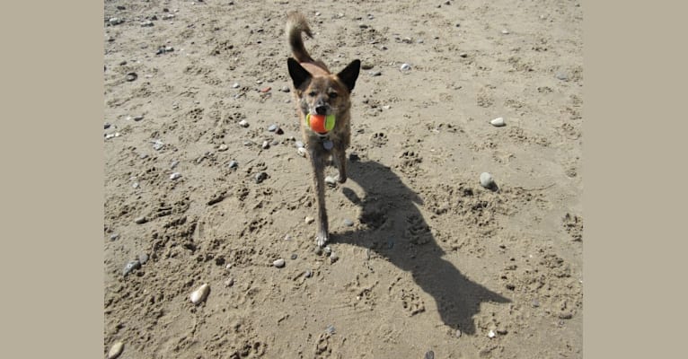 Tigger, a Pomeranian and Shih Tzu mix tested with EmbarkVet.com