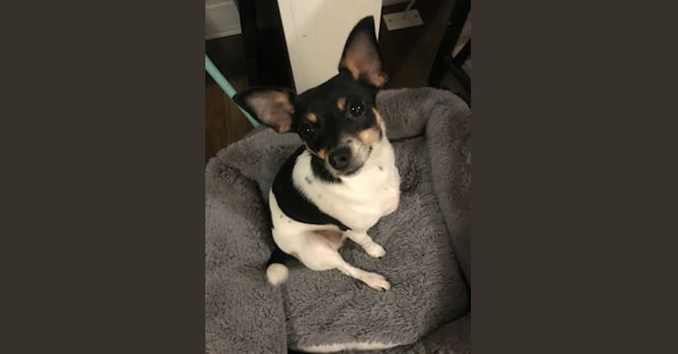 Peppa, a Rat Terrier and Chihuahua mix tested with EmbarkVet.com