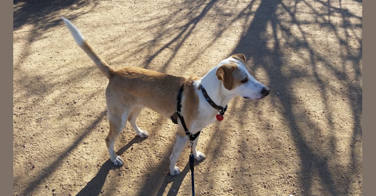 Presto, a Russell-type Terrier and Labrador Retriever mix tested with EmbarkVet.com