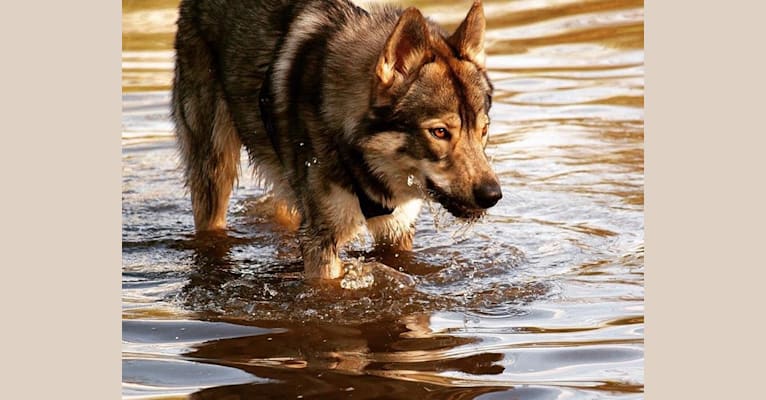 Dexter, a Siberian Husky and German Shepherd Dog mix tested with EmbarkVet.com