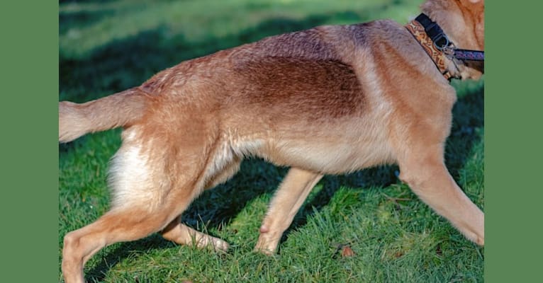 Caesar, a German Shepherd Dog tested with EmbarkVet.com