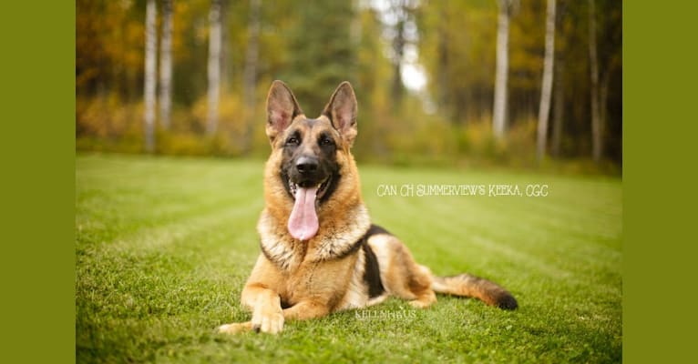 Keeka, a German Shepherd Dog tested with EmbarkVet.com