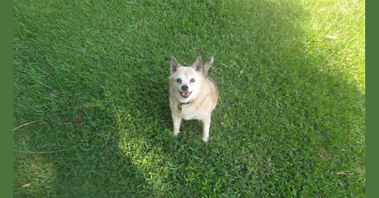 Lassie, a Pomeranian and Rat Terrier mix tested with EmbarkVet.com