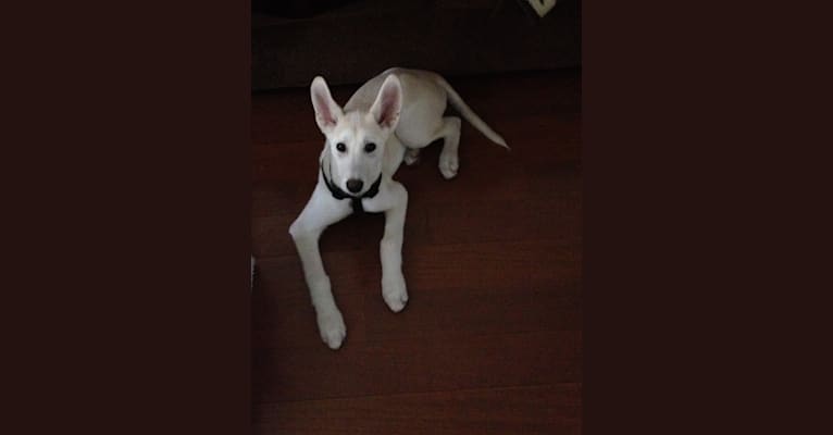 Kylie, an Alaskan-type Husky tested with EmbarkVet.com