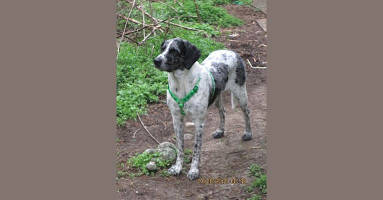 Daisy, a German Shorthaired Pointer and Australian Shepherd mix tested with EmbarkVet.com