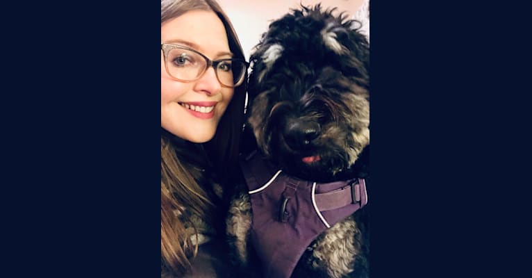 Trotsky, a Bernedoodle tested with EmbarkVet.com