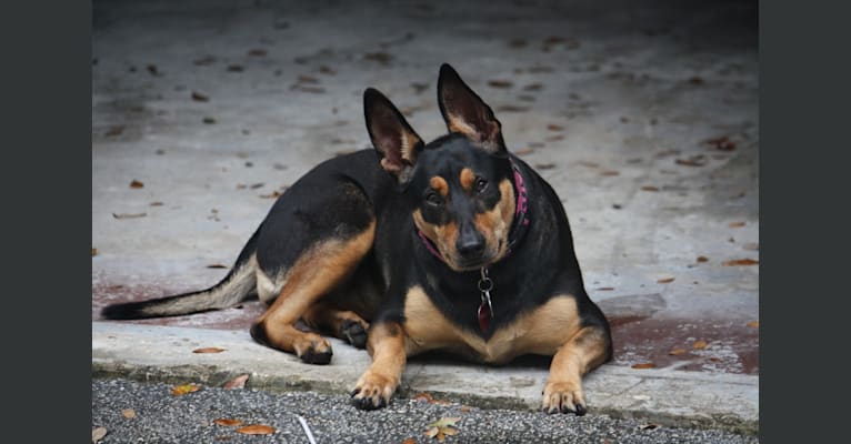 Whisky, a German Shepherd Dog and Dachshund mix tested with EmbarkVet.com