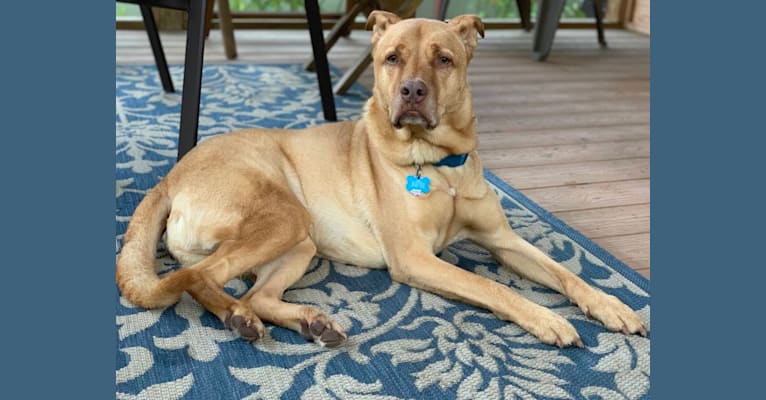 Strike, an American Pit Bull Terrier and Chow Chow mix tested with EmbarkVet.com