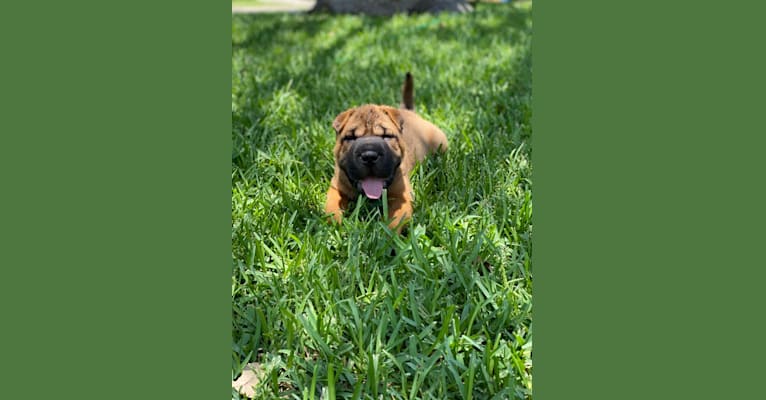 Theodore, a Chinese Shar-Pei tested with EmbarkVet.com