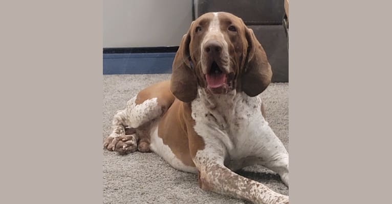 Wyatt, a Bracco Italiano tested with EmbarkVet.com