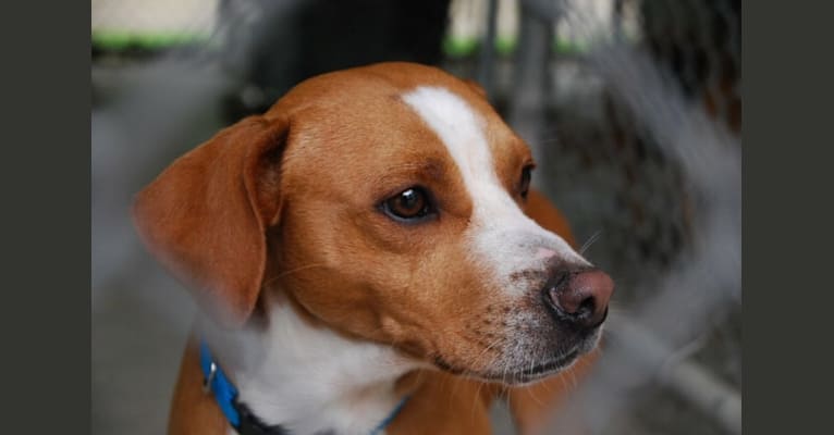 Photo of Rocky, a Chihuahua, American Pit Bull Terrier, Poodle (Small), Cocker Spaniel, Dachshund, and Mixed mix in Ohio, USA