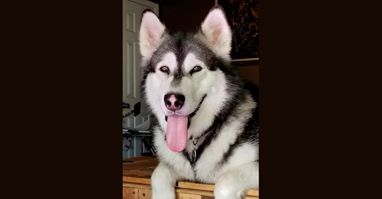 Tonka, an Alaskan Malamute tested with EmbarkVet.com