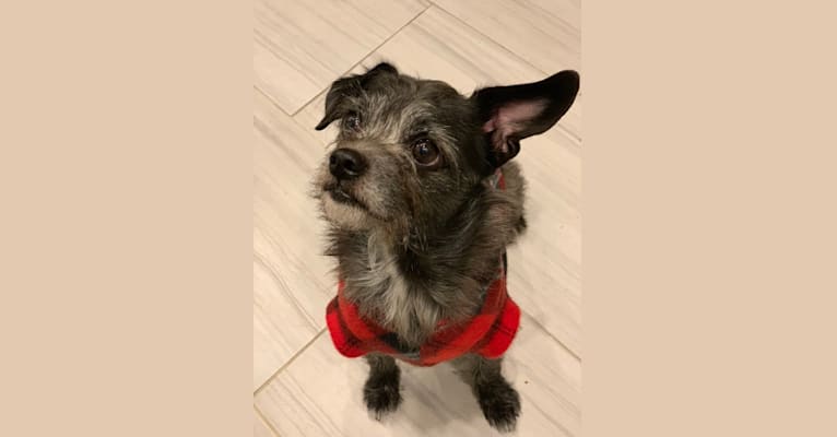 Fritz, a Chihuahua and Shih Tzu mix tested with EmbarkVet.com