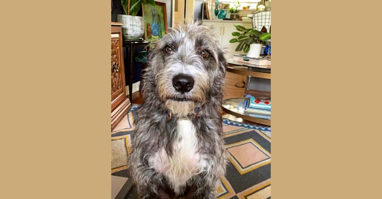 Harry, an Old English Sheepdog and American Pit Bull Terrier mix tested with EmbarkVet.com