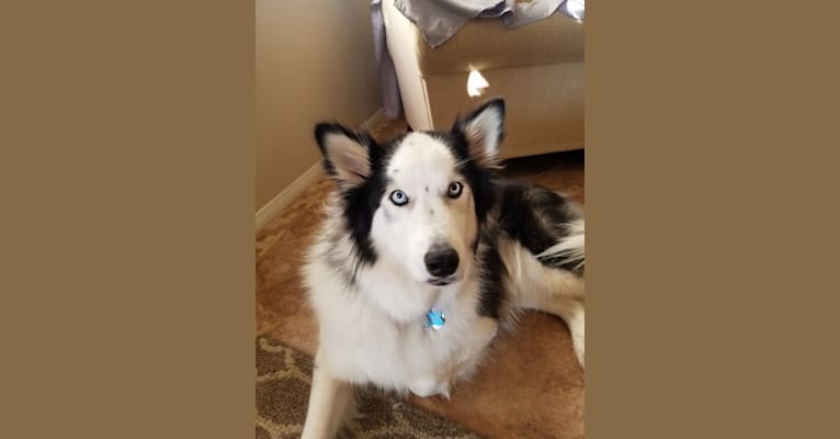 Deogee, a Siberian Husky and Samoyed mix tested with EmbarkVet.com