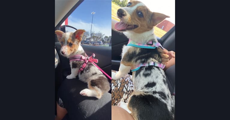 Miley, a Pembroke Welsh Corgi and Australian Shepherd mix tested with EmbarkVet.com