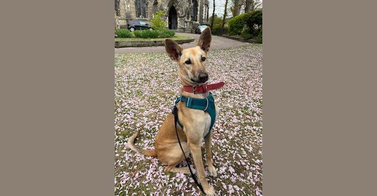 Skye, an Arabian Village Dog tested with EmbarkVet.com