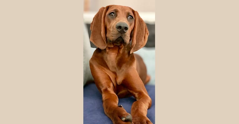 Piper, a Redbone Coonhound tested with EmbarkVet.com