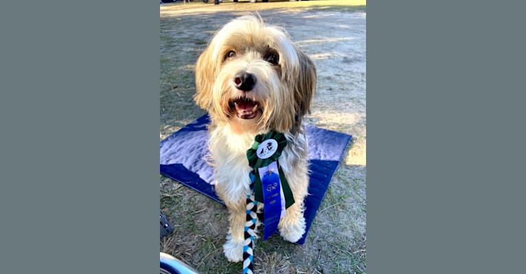 Riggs, a Tibetan Terrier tested with EmbarkVet.com