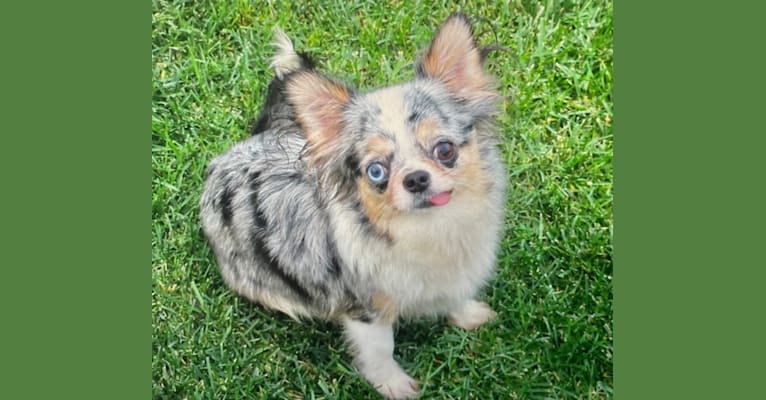 Fancy, a Chihuahua and Japanese Chin mix tested with EmbarkVet.com