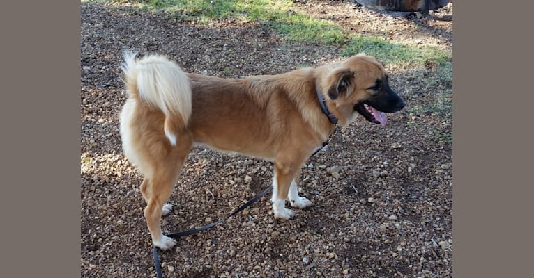 Embark Dog DNA Test Breed