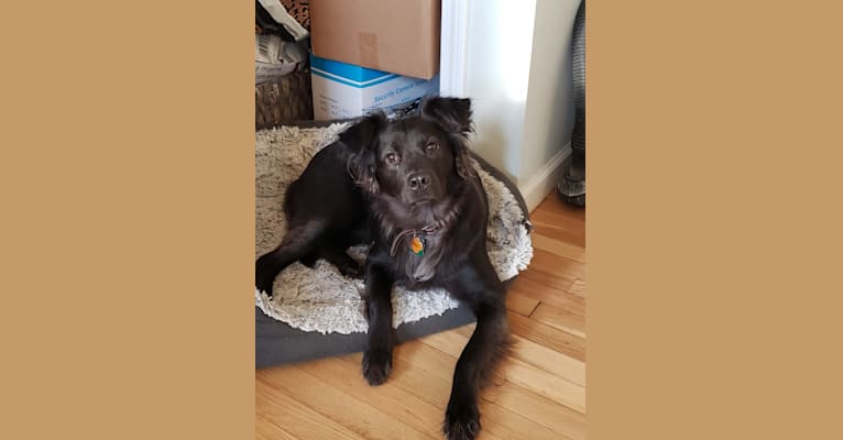 Annabelle, an American Pit Bull Terrier and Australian Shepherd mix tested with EmbarkVet.com