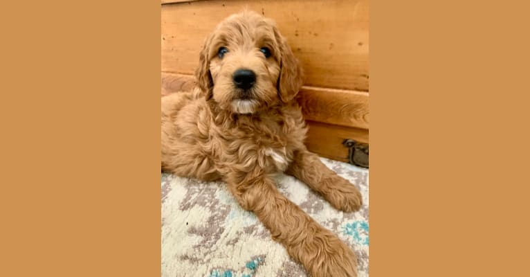 Photo of Black Collar, a Goldendoodle  in Idaho Falls, ID, USA