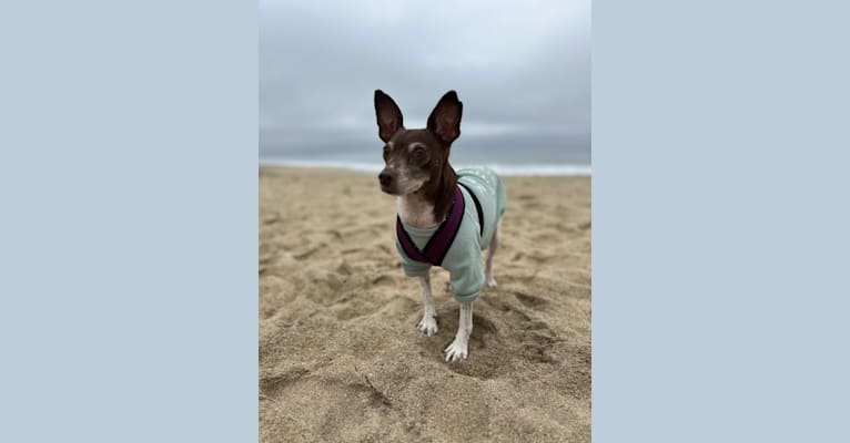 Bella, a Rat Terrier tested with EmbarkVet.com