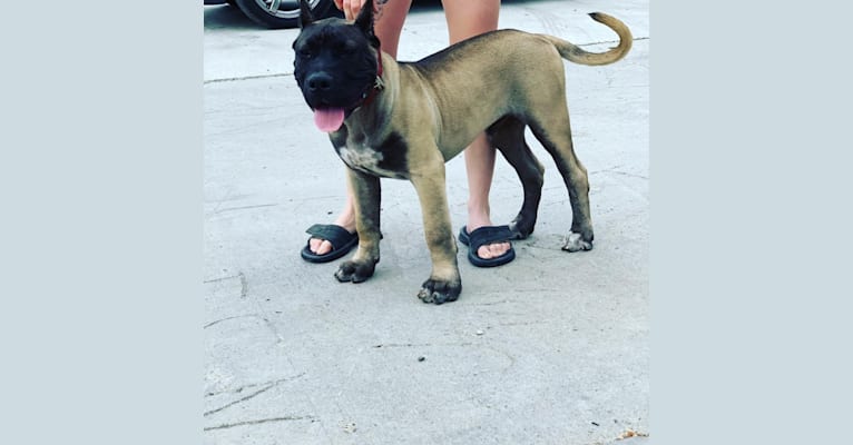 Embark Dog Dna Test Breed