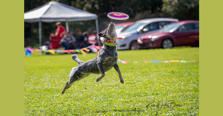 Photo of Millie AKA The Masked Millie, an Australian Cattle Dog  in Millersburg, OH, USA