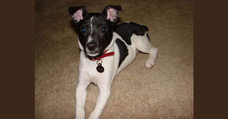 Taylor, a Rat Terrier tested with EmbarkVet.com