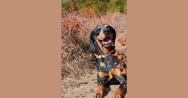 Atticus, a Bluetick Coonhound tested with EmbarkVet.com