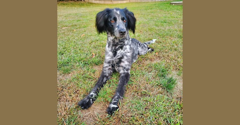 Ezza, a German Shorthaired Pointer and Chow Chow mix tested with EmbarkVet.com