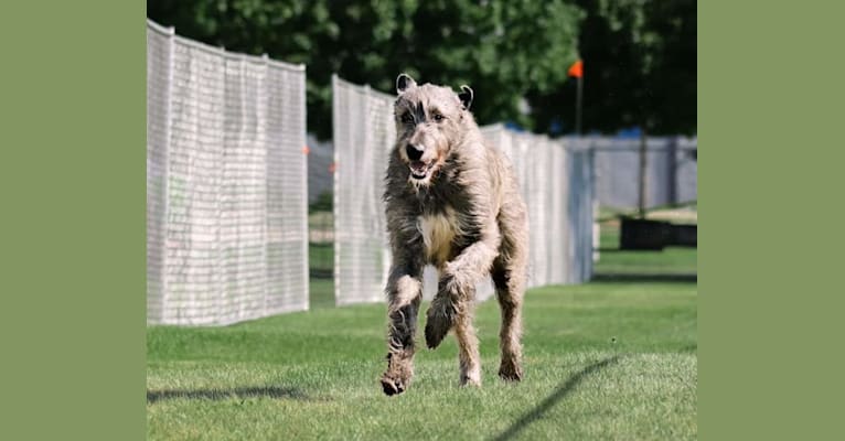 Mojo, an Irish Wolfhound tested with EmbarkVet.com