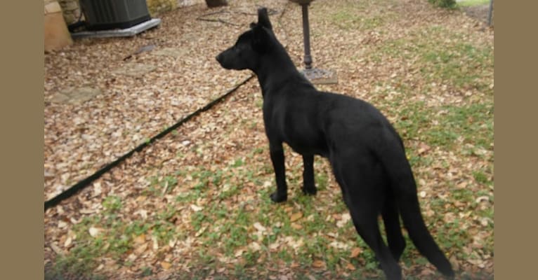 Kali, a German Shepherd Dog and American Pit Bull Terrier mix tested with EmbarkVet.com